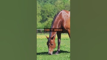 Are Our Dire Wolfs Actually a 100% Dire Wolf?