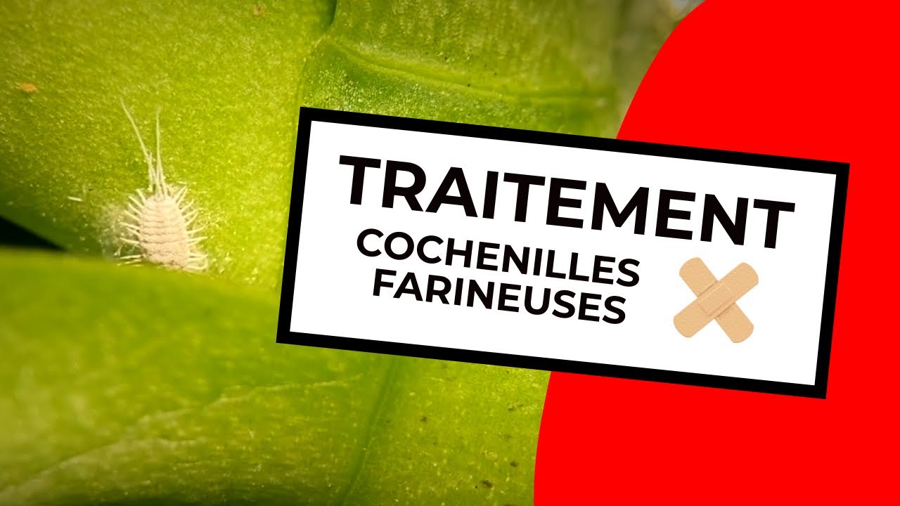 TRAITEMENT COCHENILLES FARINEUSES - MEALYBUG TREATMENT - YouTube