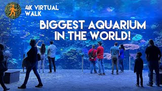 Georgia Aquarium  4K Walkthrough  Slow TV  Virtual Walk  biggest aquarium in the world  Atlanta