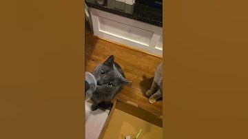 Mercury (my cat) reaction to fidget, spinner.