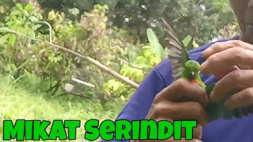 Mikat Burung Serindit Terbaru Serindit Jantan