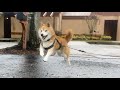 A Flying Shiba Inu