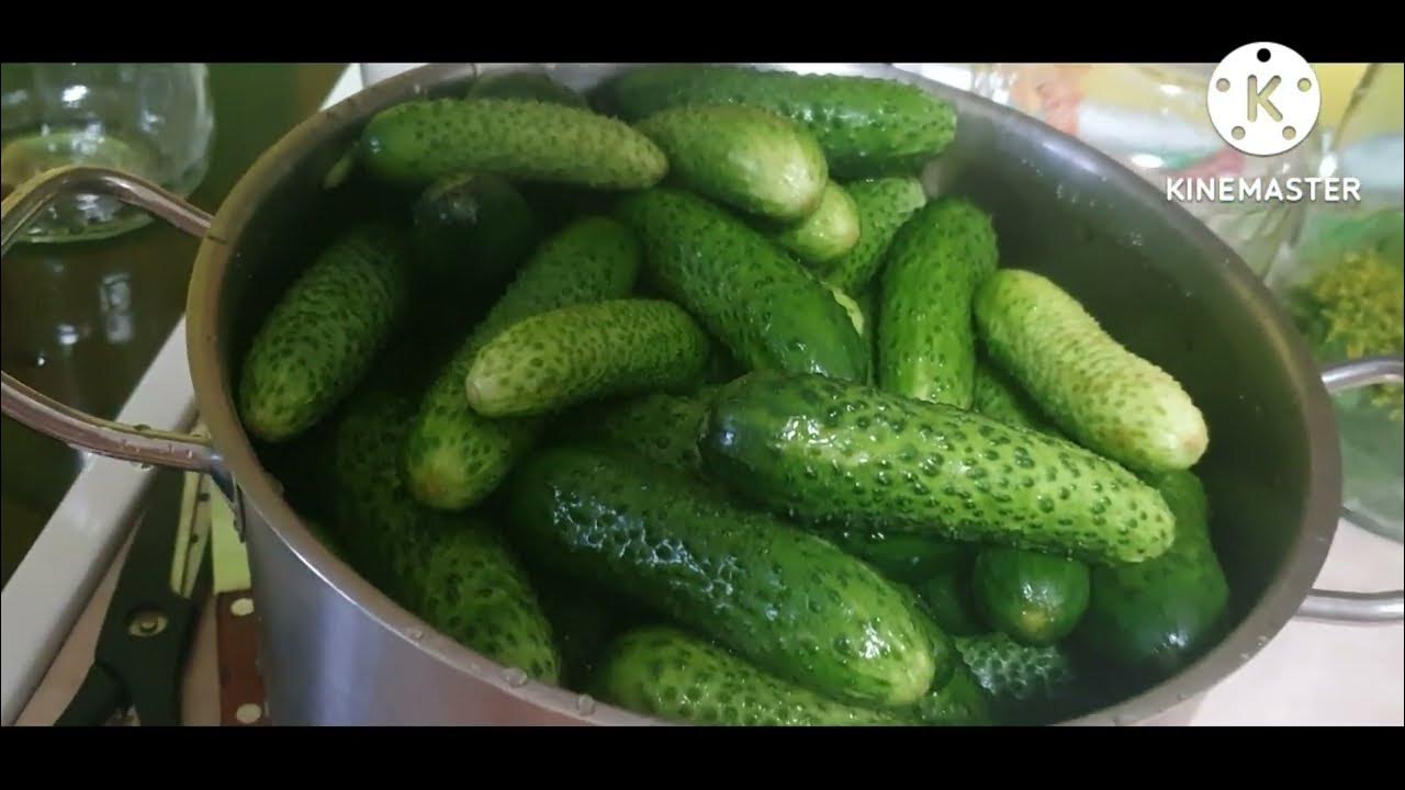 Не повторяйте моих ошибок огурцы кухня наизнанку. Малосольные огурчики. огурцы в кастрюле. малосольные огурцы. малосольные огурцы в кастрюле.