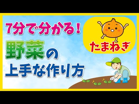 野菜の上手なつくり方【たまねぎ】