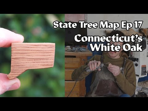 Video: Connecticut State Tree - Charter Oak & Weitere CT-Symbole