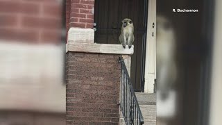 Escaped monkeys prompt manhunt in St. Louis, multiple sightings reported