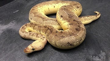 Ball Python Morphs #14-  Clowns Part 1