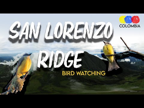 Bird watching in la Sierra Nevada de Santa Marta Colombia – Bird Watching Colombia