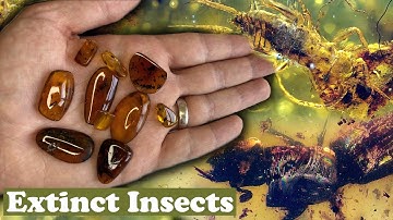 Macro Photography of Extinct Insect Species in Amber