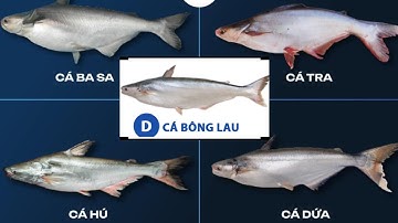 Phân biệt cá Bông lau - cá Dứa - cá Basa - cá Hú - cá Tra