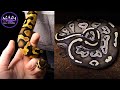 Why Handle Your Ball Pythons?