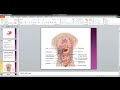Oesophagus and stomach Anatomy II
