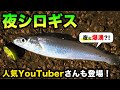 【シロギス】夜の公園で爆釣ってホント？！夜のシロギス釣りは暑さとは無縁！ 〜東京湾・千葉〜