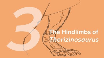 Qingge the Therizinosaurus 3: The Hindlimbs | Learn to Draw Dinosaurs with ZHAO Chuang