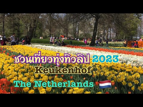 วีดีโอ: ดินแดนดอกทิวลิป - เนเธอร์แลนด์. ทุ่งดอกทิวลิปในยุโรป