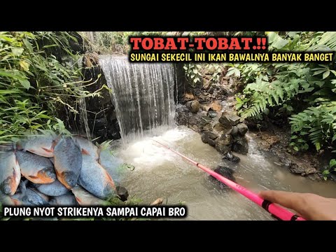 Siapa Sangka Mancing Wader Uceng Dan Nilem Di Serang Segerombolan