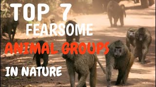 Top 7 Most Formidable Animal Groups in Nature!