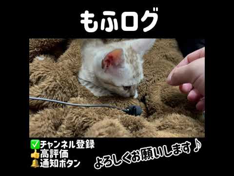 ベンガル メインクーン 子猫のかわいい寝息 Asmr イヤホン推奨 Short Youtube ベンガル メインクーン 子猫のかわいい寝息 Asmr イヤホン推奨 Short Youtube