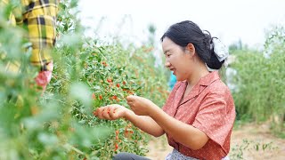 Ningxia Goji | I came to Ningxia again after a year. I hope I can plant a seed of 'nostalgia' here. by 乡愁沈丹Shen Dan 120,611 views 8 months ago 8 minutes, 2 seconds