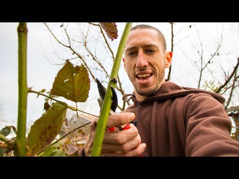 Video: Blackberry Pruning: How To Prune A Bush Correctly? Should It Be Pruned In The Spring? Blackberry Formation Scheme For Beginners