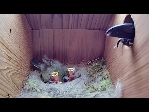 15th May 2021 - Magpie attack thwarted! - Blue tit nest box live camera highlights