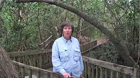 Terri Cain