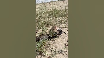mongoose vs cobra nag
