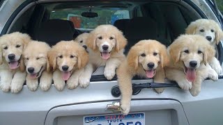 Funniest & Cutest Golden Retriever Puppies  30 Minutes of Funny Puppy Videos 2022 #8