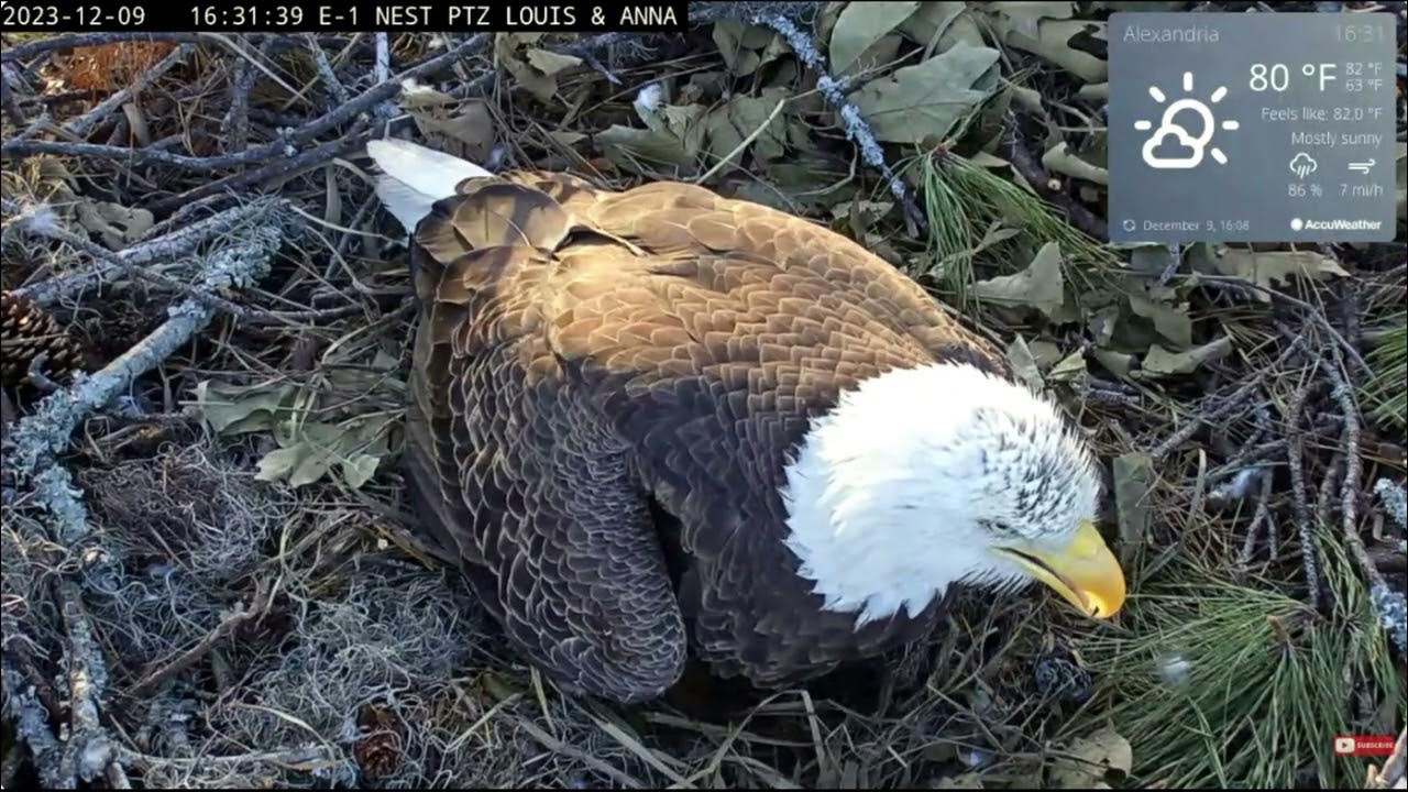 Anna lays her first egg, congratulations bald eagle Kisatchie National