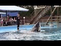 Tuar's Innovate (Killer Whales Behind the Scenes at SeaWorld San Antonio 1/6/19)