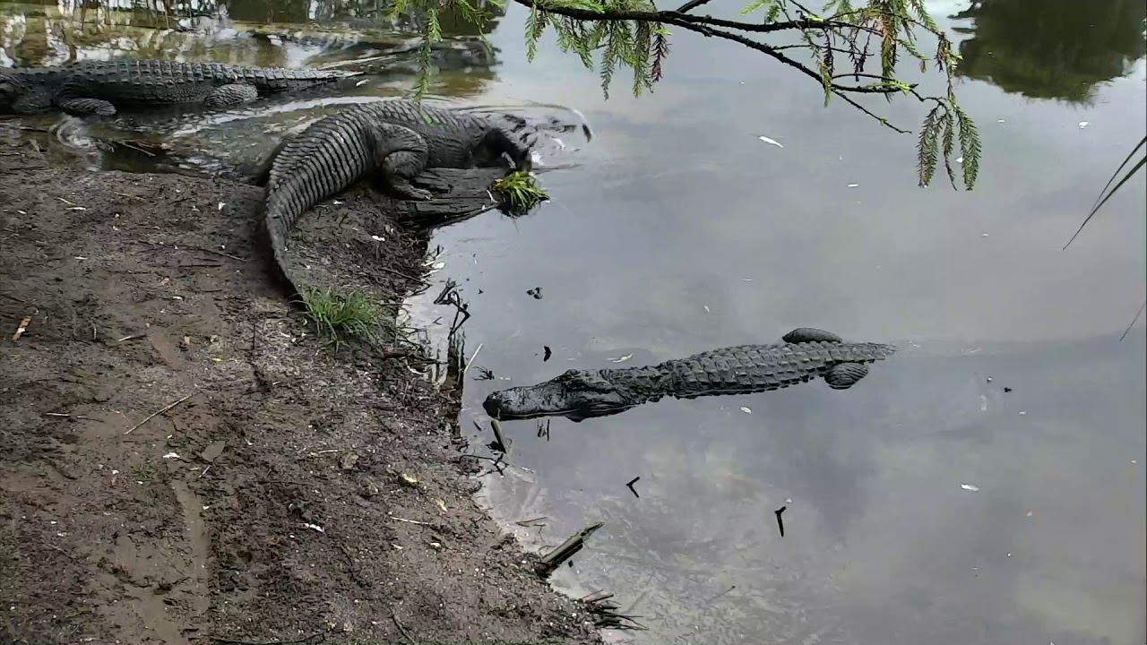 video phone beyonce mp3 Alligator Swamp and Spoonbills Cam 09-03-2018 14:00:31 - 14:46:36