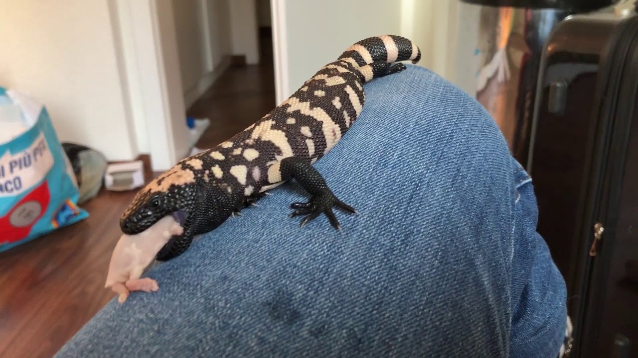 petco hours Gila Monster Getting Comfy