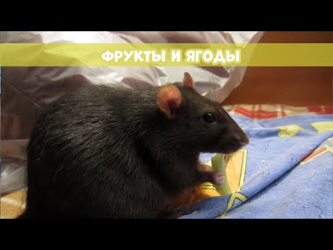 КАКИЕ ФРУКТЫ И ЯГОДЫ МОЖНО ДАВАТЬ КРЫСАМ || Питание декоративных крыс