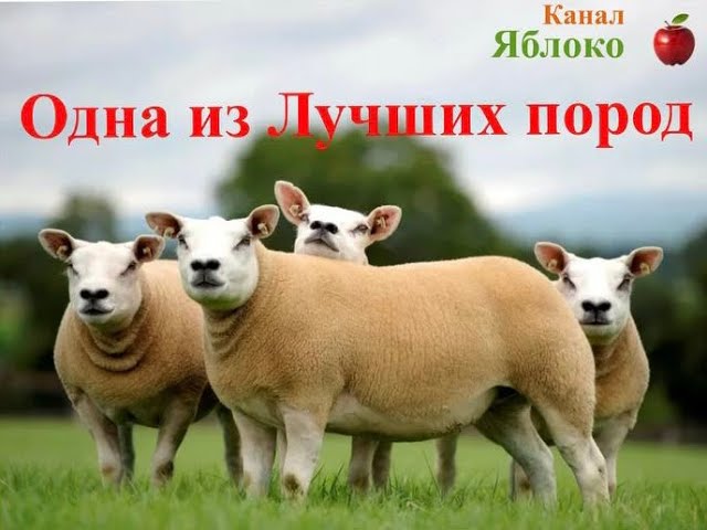 Порода овец Тексель. Описание , характеристики. #овцы