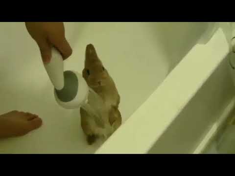 Как мыть кролика