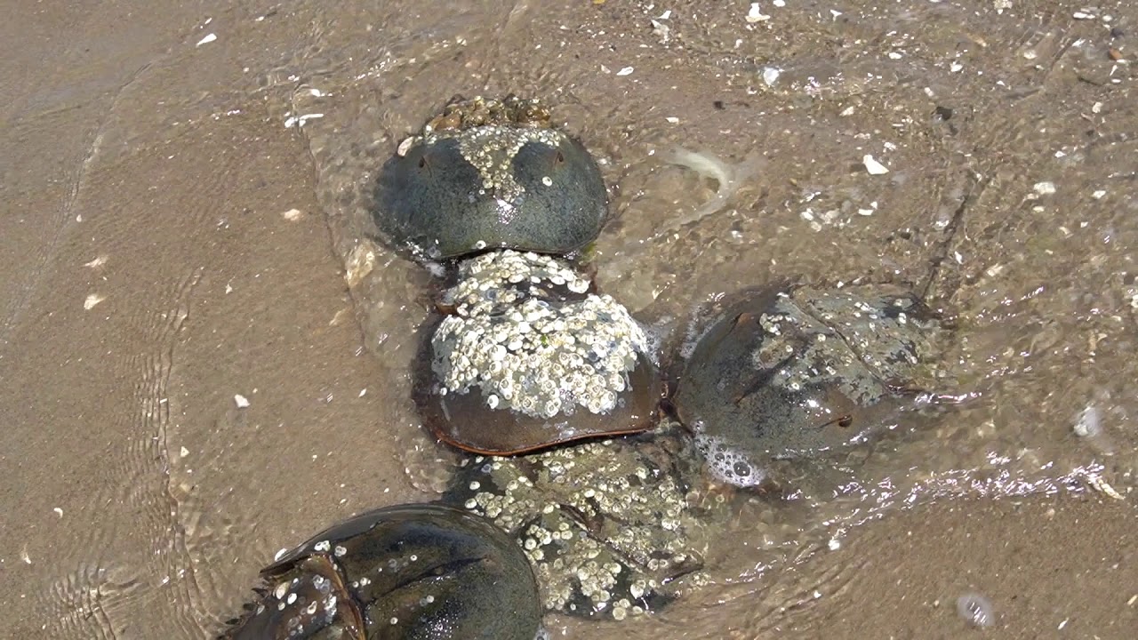 horseshoe crabs mates YouTube