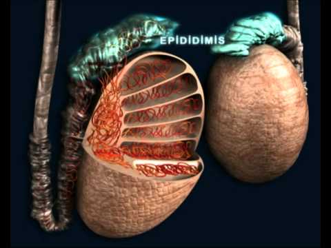 Video: İnsan anatomisi ve fizyolojisi: erkeklerde yumurta nasıl görünür