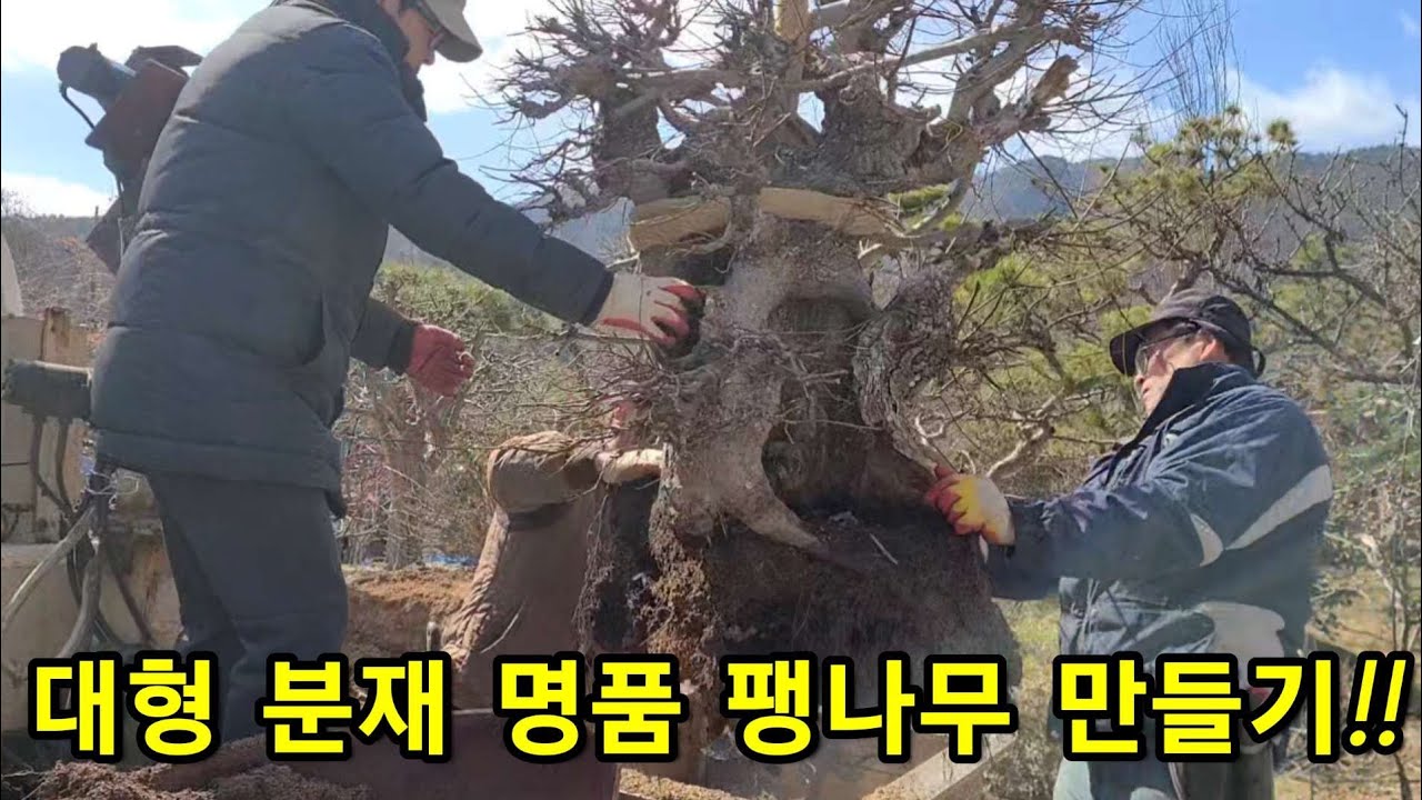 요즘 인기있는 나무!! 대형 분재 팽나무 만들기!!