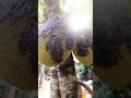 New😘 trick, to save the jackfruit from squirrel, bat and others bird🥰😍😂🤣
