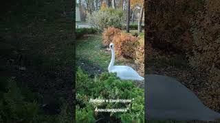 Сегодня в солнечный день в санатории " Солнечный берег" Александровка сняла пару роликов с лебедями.