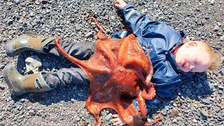 Hunting Giant Octopus, Fishing \& Costal Foraging - 3 Day Camping Catch \& Cook Adventure in Alaska