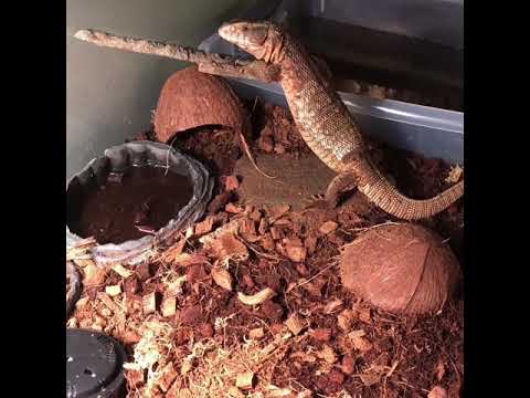camera iphone 8 plus apk Varanus exanthematicus savanna monitor feeding time!!!