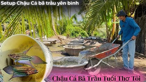 Setup nhanh chậu Cá Bã Trầu Thanh Ngọc tuổi thơ tôi - Thái Salem vê lốc 