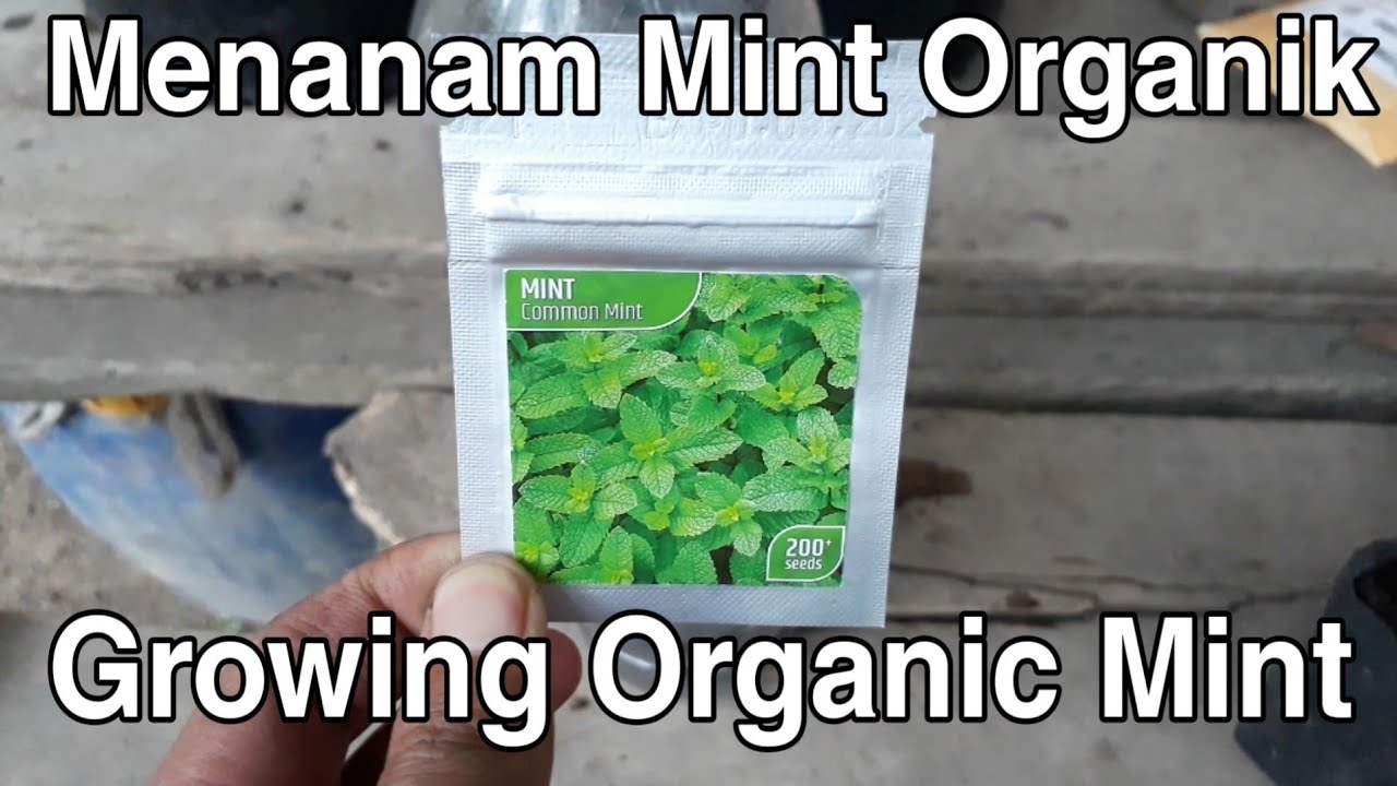 How to Grow Organic Mints