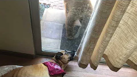 Funny dog reaction to close encounter with bear cub