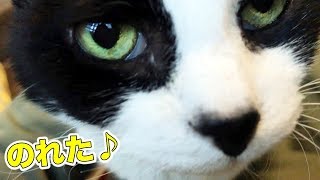 猫おむすびのおひざ乗り訓練!が大進歩しました 猫おむすびのおひざ乗り訓練!が大進歩しました
