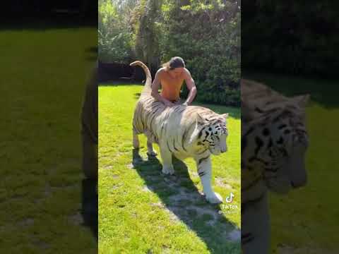 Video: Tigre blanco de Bengala, increíble y hermoso