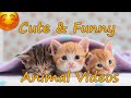 Best Funny Animal Videos 125 Cats Dogs And Many More Cute Animals In This Video Best Funny Animal Videos 125 Cats Dogs And Many More Cute Animals In This Video