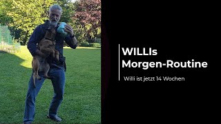 Morgen-Routine Mit 14 Wochen Altem Malinois Malinois Training