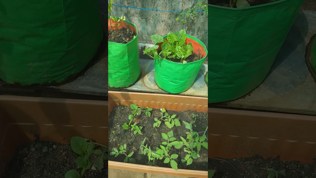My cute garden - YouTube